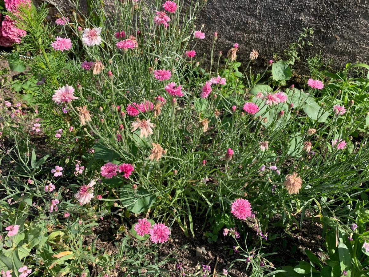 Les Jardins D'Elise, Calme Et Verdure A Lure Lure  Exterior foto