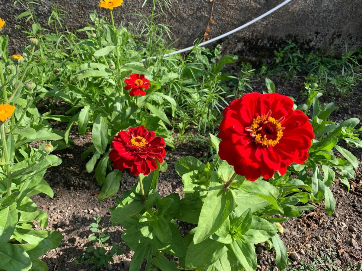 Les Jardins D'Elise, Calme Et Verdure A Lure Lure  Exterior foto